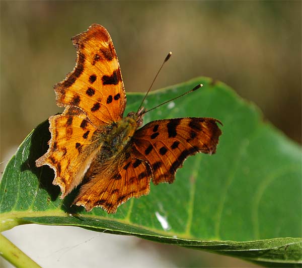 Polygonia     c-album